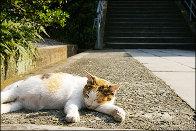 危機感ゼロか長崎ねこ